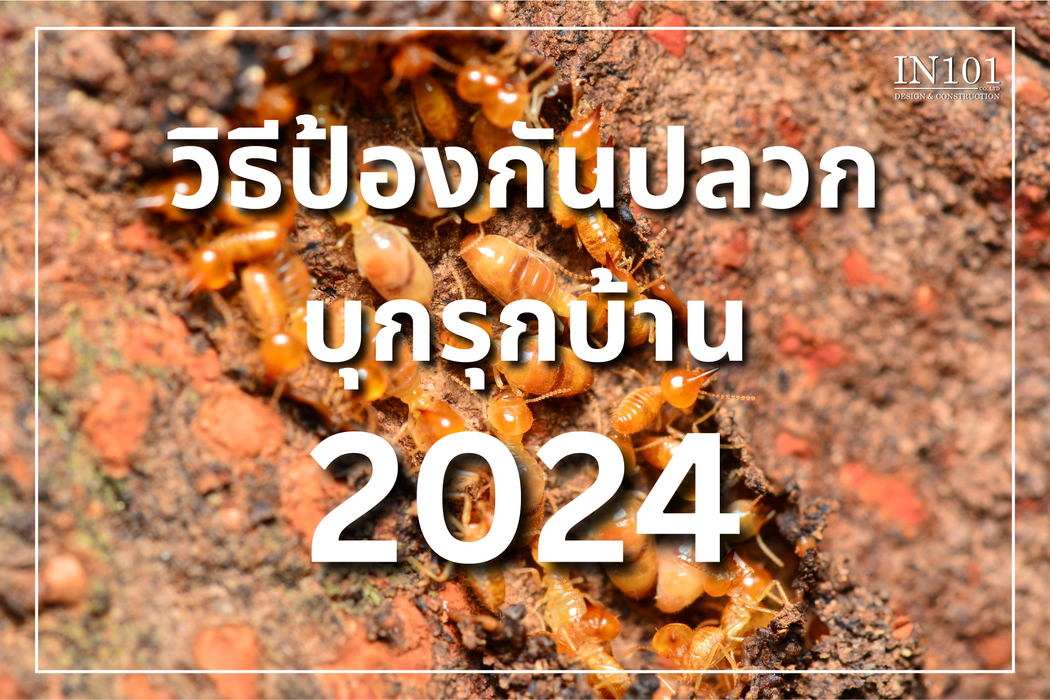 วิธีป้องกันปลวก บุกรุกบ้าน 2024