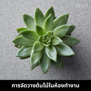 การจัดวางต้นไม้ในห้องทำงาน